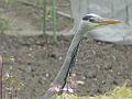 2010-0513-1200_Heron_in_Garden_12,1C